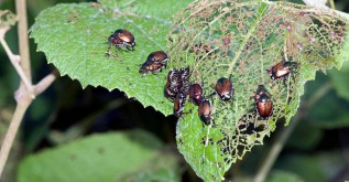 Intro to Integrated Pest Management (IPM) 