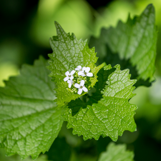 How to Fight Invasive Plants
