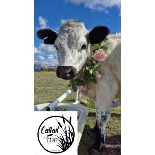 Animal Adventures—DROP-IN