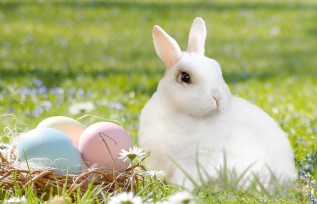 Franklin Lions Easter Egg Hunt